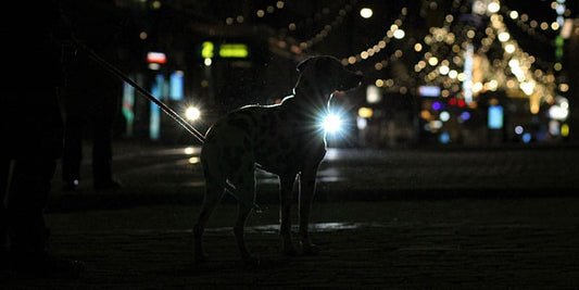 Safety Alert: Night Walks with Dogs Are Becoming More Hazardous Than You Realize
